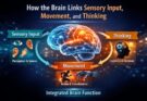 How the Brain Links Sensory Input, Movement, and Thinking