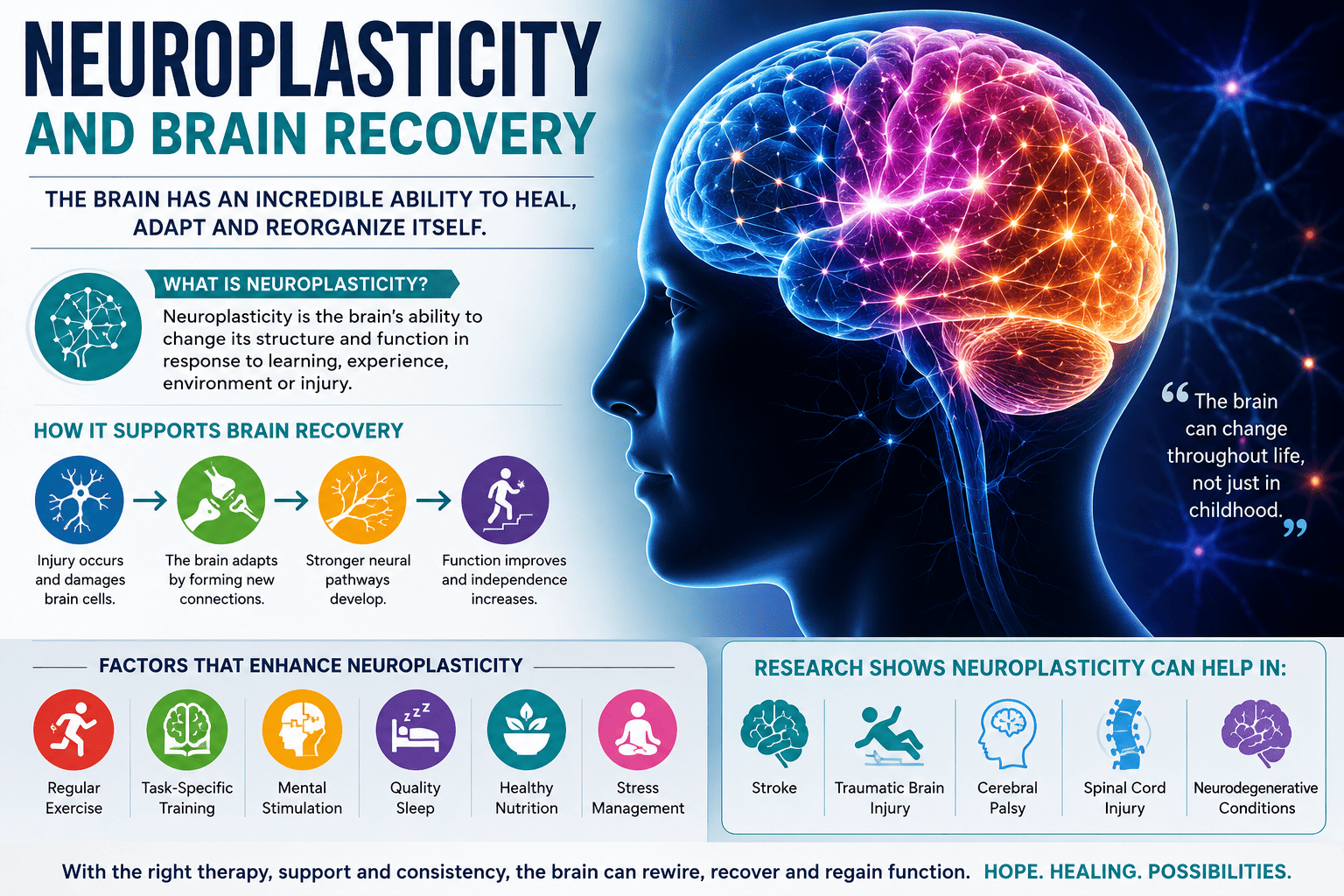 Neuroplasticity and Brain Recovery: The Science Behind Healing and Rehabilitation